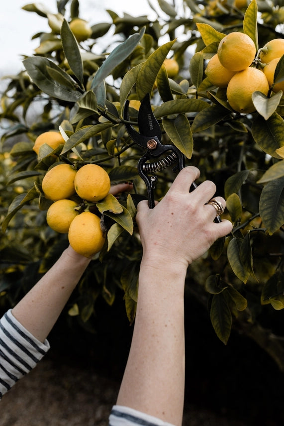 Pruner & Sheath - Barebones