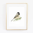 Chickadee 8x10 Art Print - emily lex studio - The Woods Maine