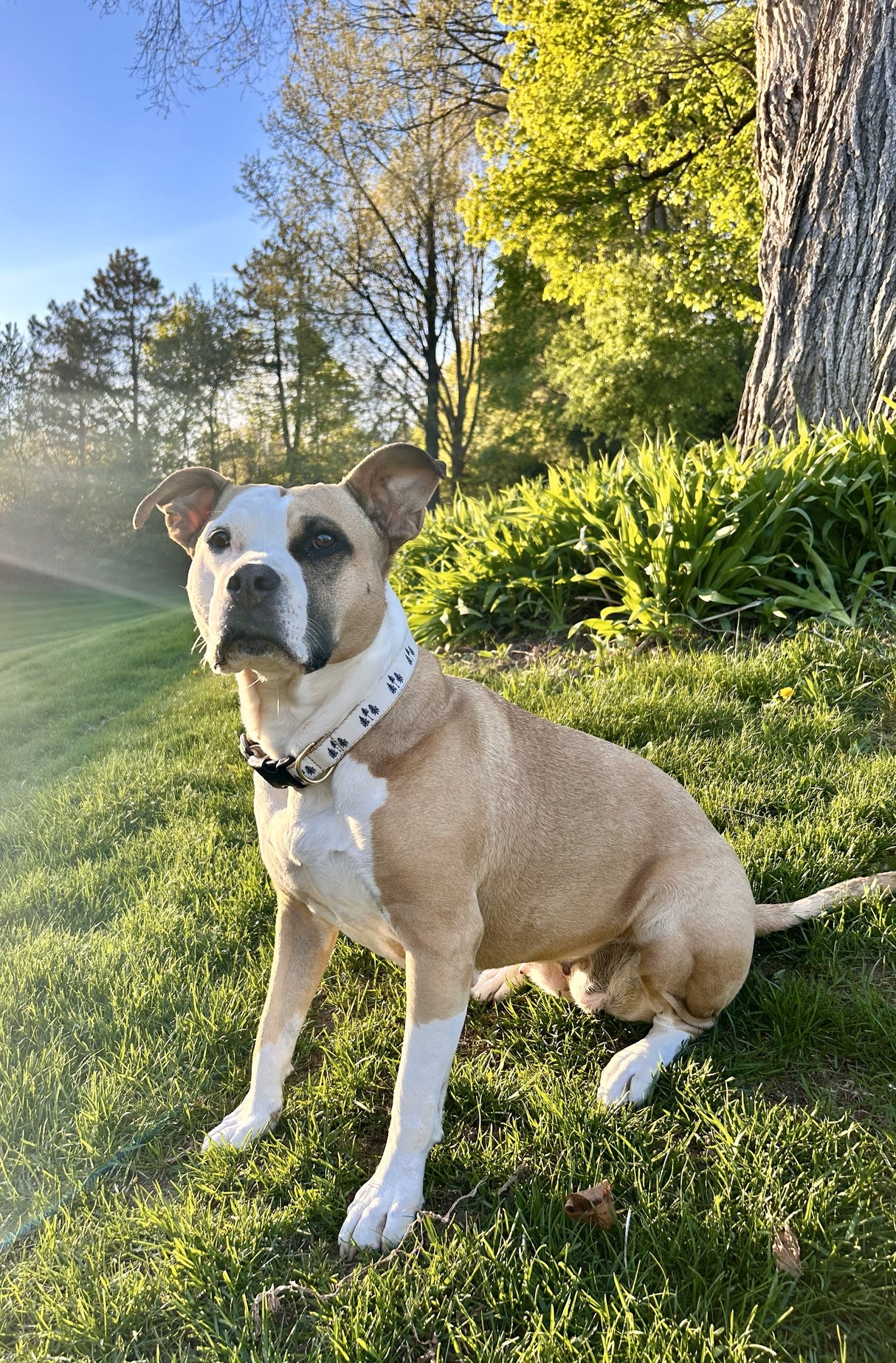 Three Pines® Dog Collar | USA Made