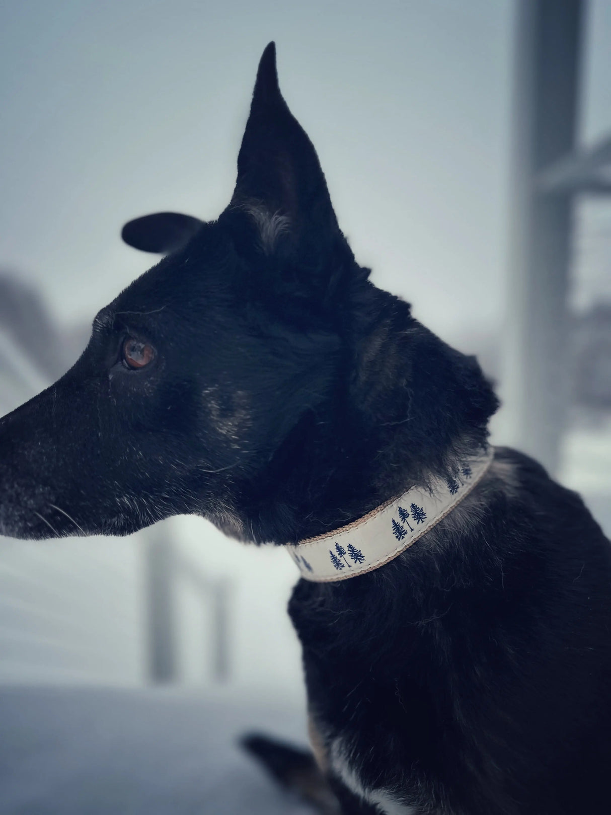 Three Pines® Dog Collar | Made in the USA - The Woods Maine