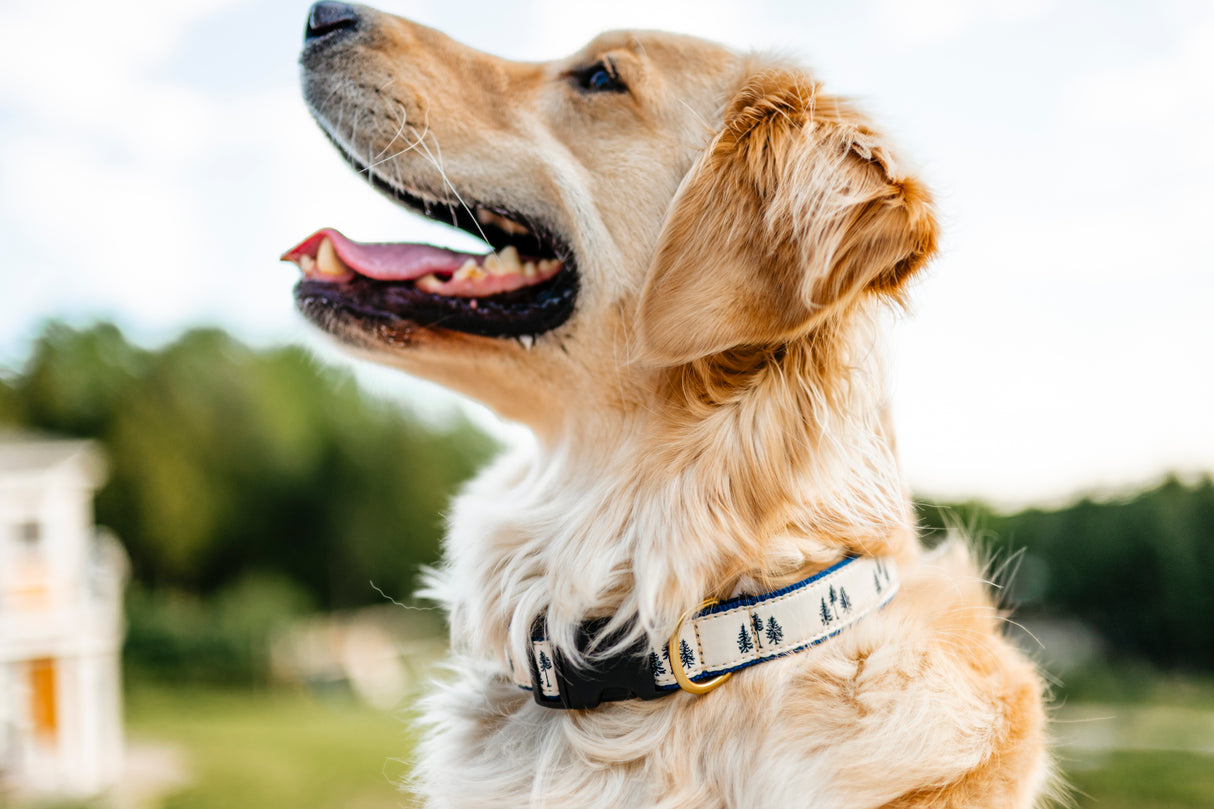 Three Pines® Tan Dog Collar | USA Made