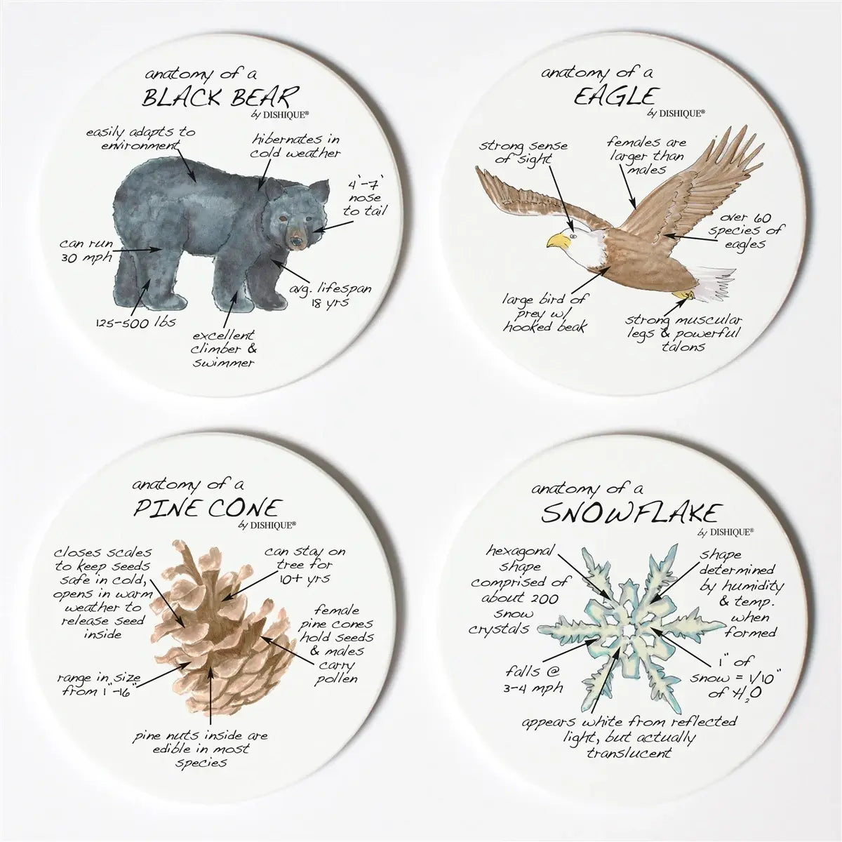Mountain Life Anatomy Coasters - Dishique - The Woods Maine
