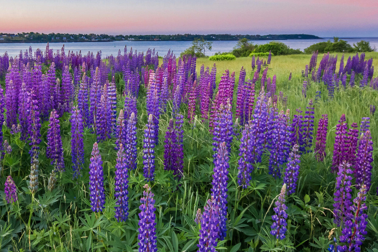 Lupine Love Bundles | Give the Gift of Maine