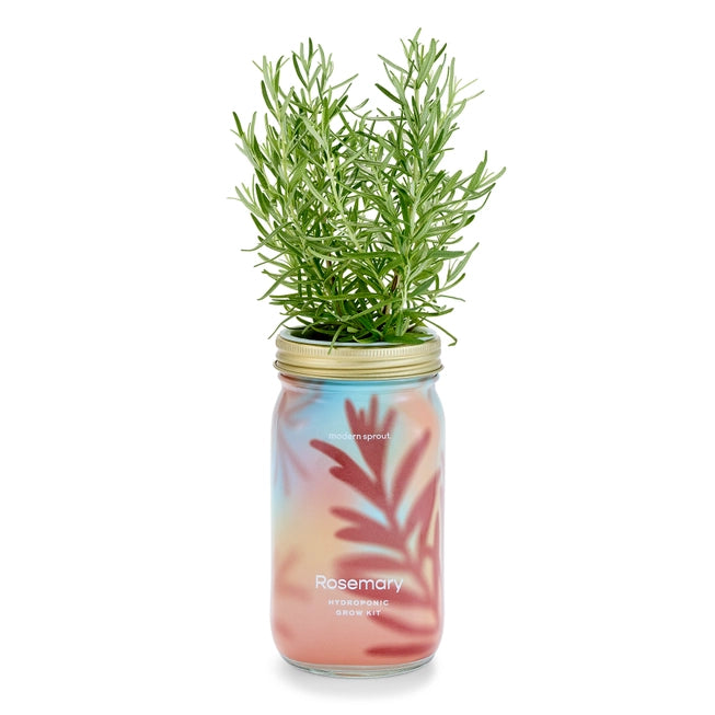 Rosemary Garden Jar - Modern Sprout