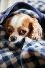 Gingham Navy Midi Blanket - Chappy Wrap