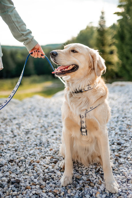 Three Pines® Navy Dog Collar | USA Made
