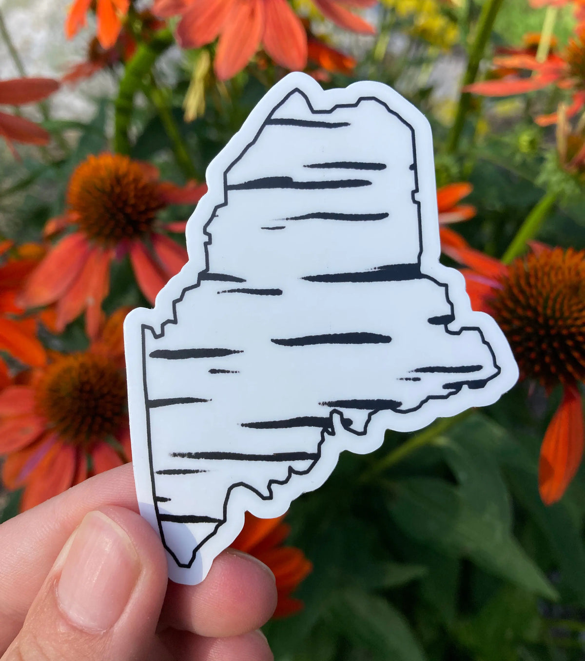 Birch Maine Sticker - Birch Landing - The Woods Maine