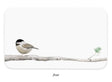 Chickadee Set of 85 Little Notes® - E. Frances Paper E. Frances Paper