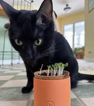 Curious Catnip Terracotta Grow Kit - Modern Sprout - The Woods Maine