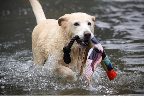 Fly and Fetch Fish Duck Toy - Spunky Pup - The Woods Maine