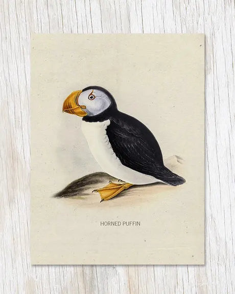 Horned Puffin Specimen Greeting Card - Cognitive Surplus - The Woods Maine