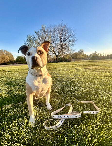 My Maine Dog Leash | Made in the USA