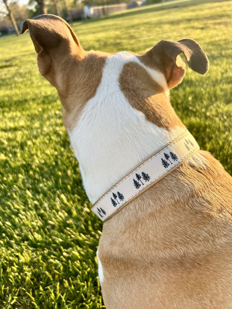 Three Pines® Dog Collar | USA Made