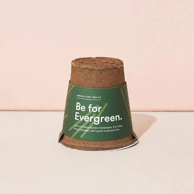 Loblolly Pine Tree Grow Kit - Modern Sprout - The Woods Maine