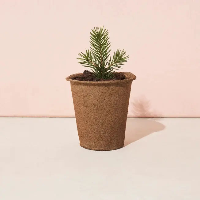 Loblolly Pine Tree Grow Kit - Modern Sprout - The Woods Maine