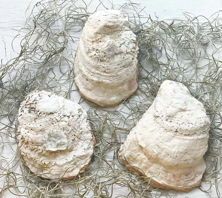 Toadstool Mushroom Oyster Trinket Dish - Alison Brooke Designs | Handmade in Maine - The Woods Maine