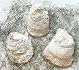 Toadstool Mushroom Oyster Trinket Dish - Alison Brooke Designs | Handmade in Maine - The Woods Maine