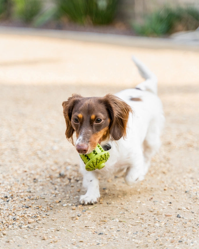 Natural Rubber Acorn Toy - Tall Tails