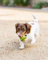 Natural Rubber Acorn Toy - Tall Tails