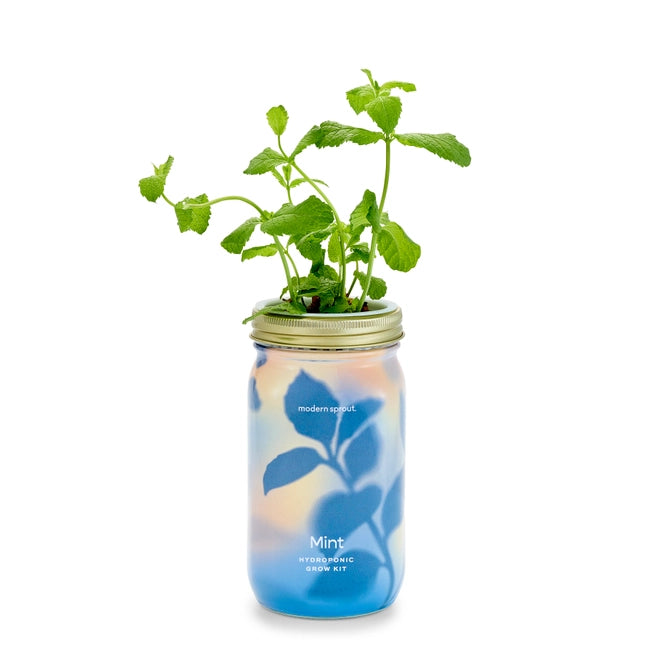 Mint Garden Jar - Modern Sprout