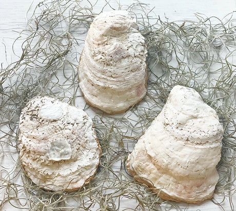 Strawberry Fields Oyster Trinket Dish - Alison Brooke Designs | Handmade in Maine