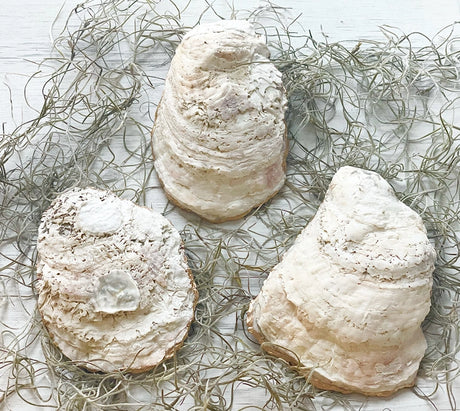 Toadstool Mushroom Oyster Trinket Dish - Alison Brooke Designs | Handmade in Maine
