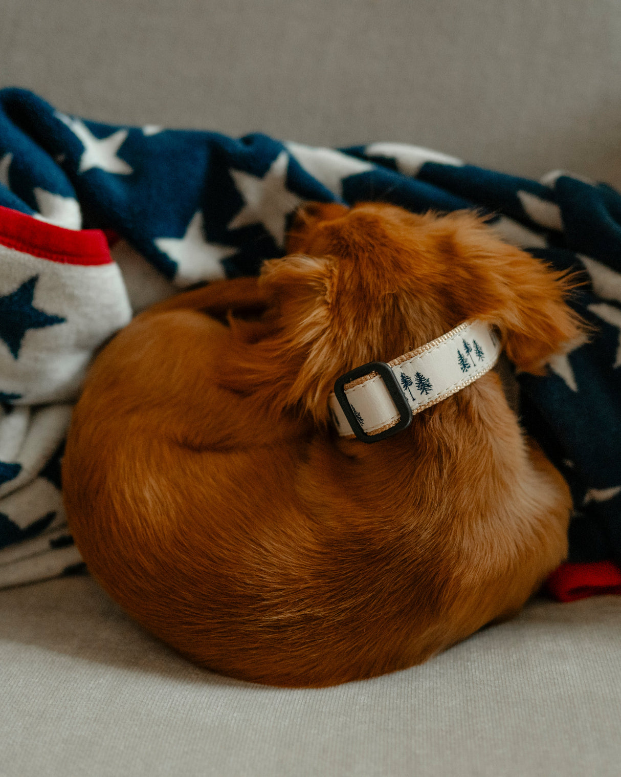 Three Pines® Tan Dog Collar | USA Made