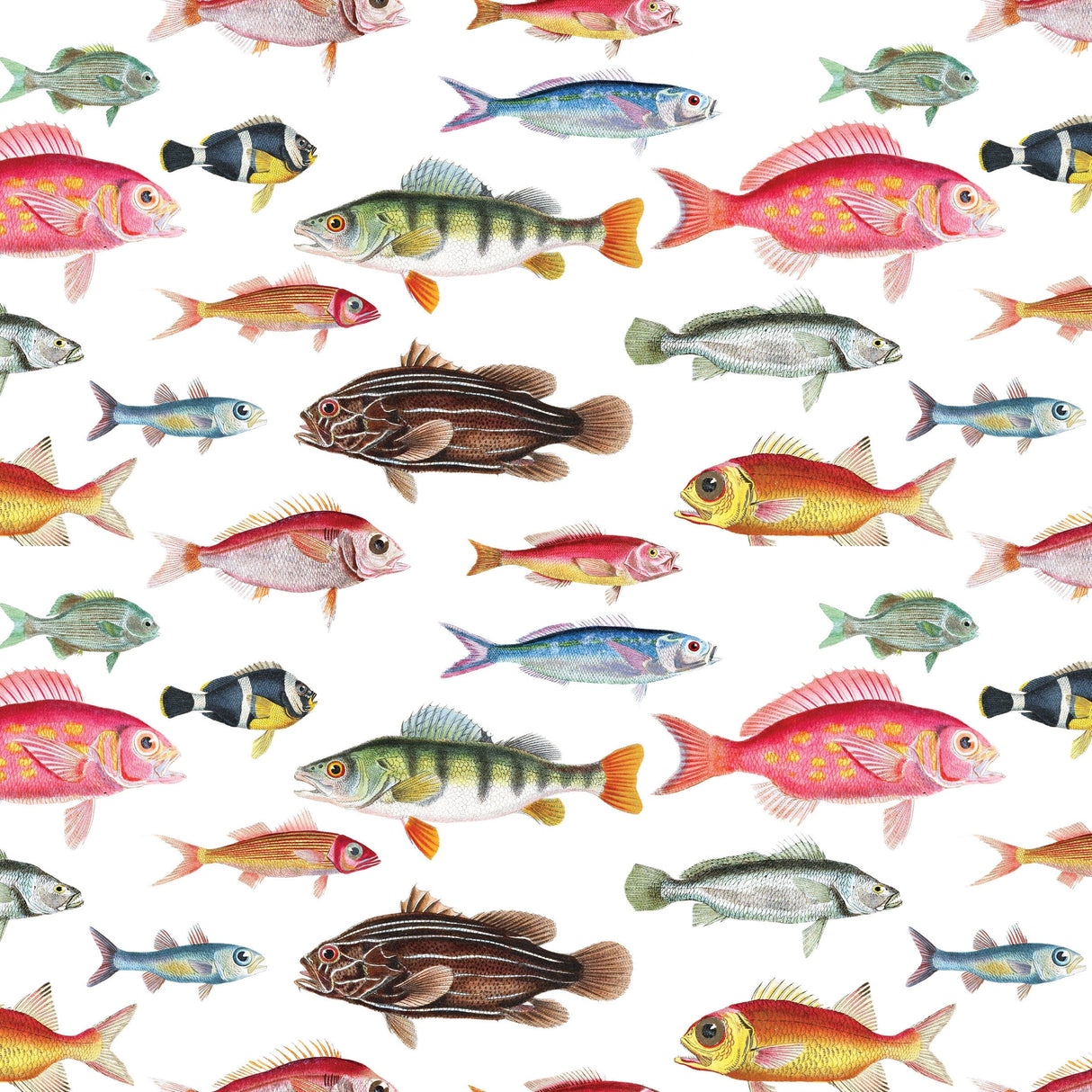 Cuvier's Fish Gift Wrap - Fairhope Graphics