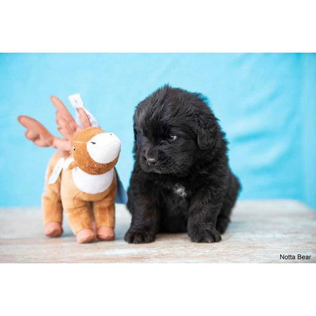 Plush Caribou Dog Toy - Spunky Pup Dog Toys