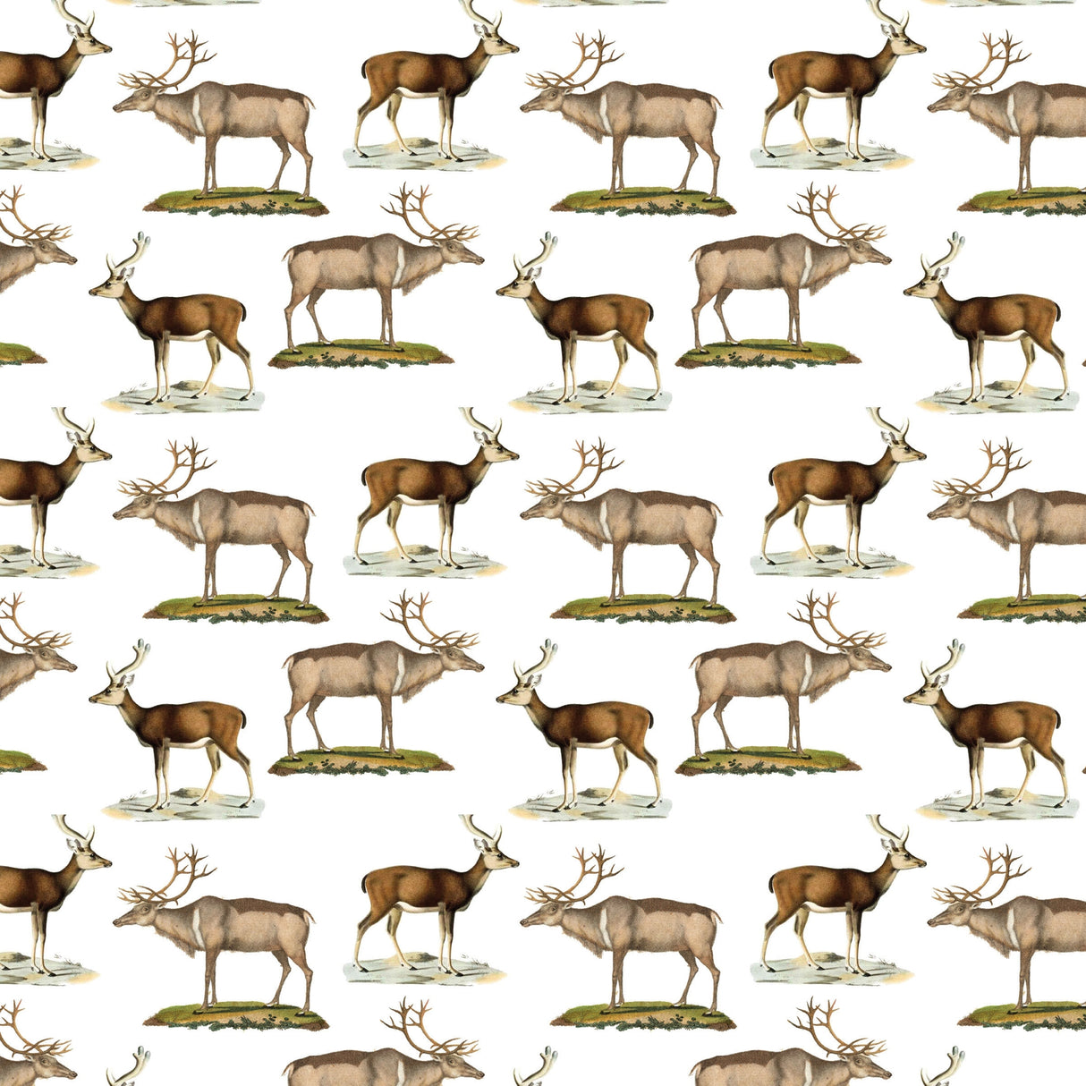 Deer Gift Wrap - Fairhope Graphics