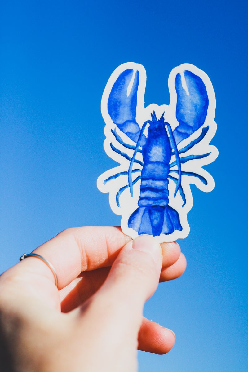 Blue Lobster Sticker - S&D | Maine Made Stickers