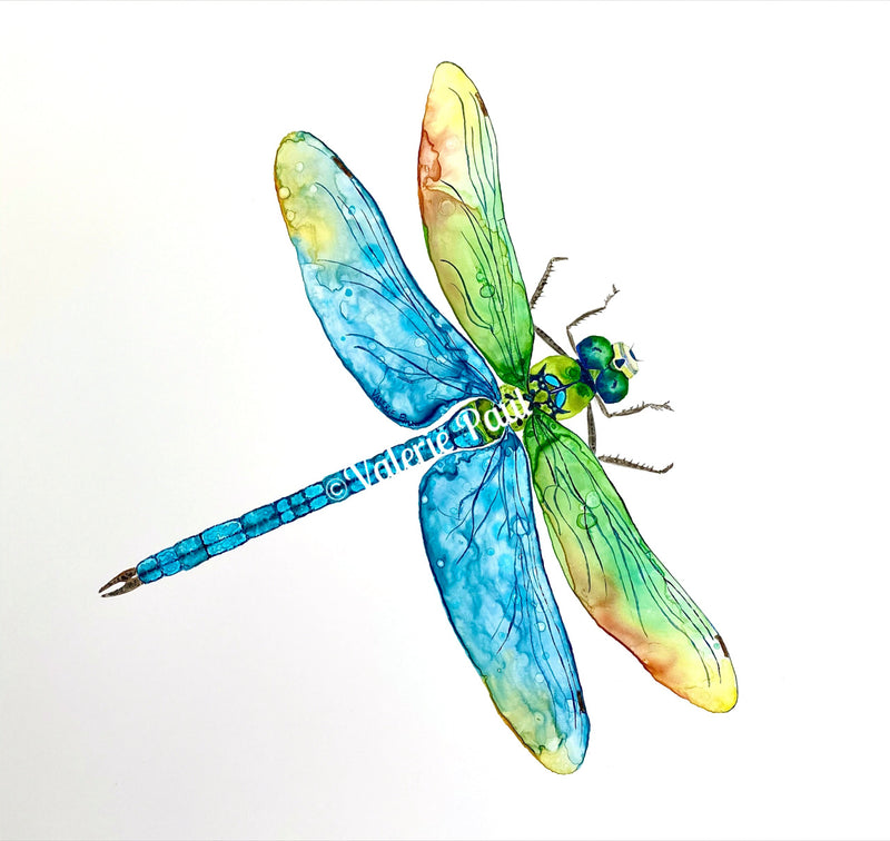Dragonfly Watercolor Print - Valerie Paul Art